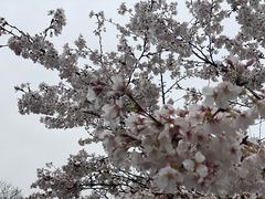 -武汉大学-樱园