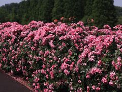 -上海辰山植物园