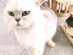 -共舞时光猫咖·狗咖(新街口店)