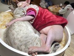 -藏猫猫咖啡主题馆(中央大道店)