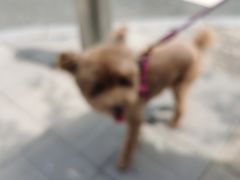 -北京观赏动物医院·24小时大型综合·猫专科·异宠专科