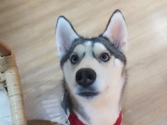 -Husky Go! 哈士奇体验馆·宠物咖啡厅狗咖