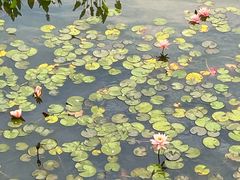 -金沙湖公园