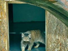 -青藏高原野生动物园