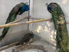 -宁波九龙湖开元度假村