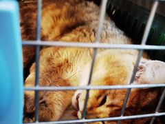 -爱侣·安琦尔宠物医院·中兽医针灸·心内科·狂犬免疫点(宝山区院)