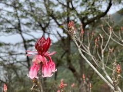 -梧桐山风景名胜区