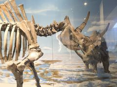 -国家自然博物馆