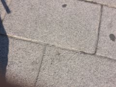 -plaza de monclea