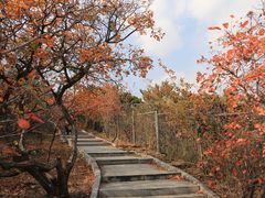 -北京西山国家森林公园