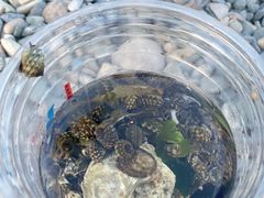 -银沙滩浴场