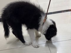 -美联众合动物医院·24h京西诊疗中心