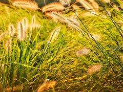 -春花秋色城市公园