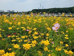 -海珠湖公园