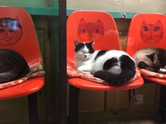 -猫咪博物馆(顶澳仔猫街店)