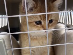 -中农国际动物医院24小时·猫科·骨科·急重症中心