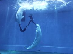 -芜湖新华联大白鲸海洋公园