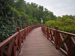 -大亚湾红树林城市湿地公园