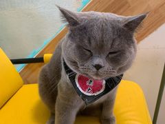 -猫在这儿猫咪咖啡馆·撸猫馆