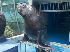 -芜湖新华联大白鲸海洋公园
