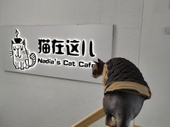 -猫在这儿猫咪咖啡馆·撸猫馆