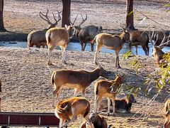 -北京麋鹿生态实验中心