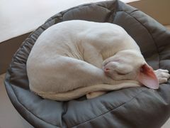 -飞行喵MR PILOT|猫舍·猫咖(静安大融城店)