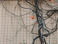 -云溪植物园