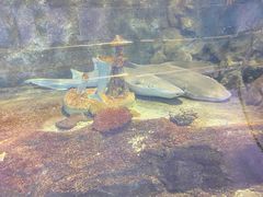 -太平洋海底世界