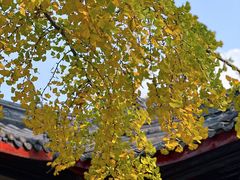 -古大圣慈寺