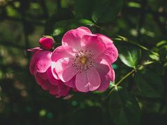 -上海吴淞炮台湾国家湿地公园