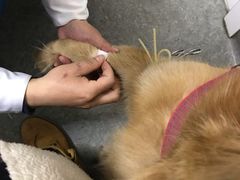 -安安宠医·安宠宠物医院