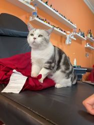 点击看大图 -众刺纹画·纹身·穿孔饰品·海娜定制