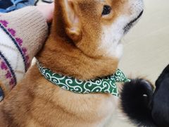 -逗柴咖啡屋·狗咖猫咖宠物桌游