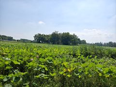 -洪湖生态旅游区