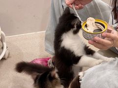 -共舞时光猫咖·狗咖(新街口店)