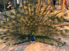 -长白岛森林公园