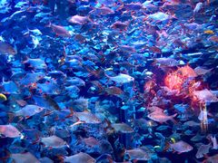 -成都浩海立方海洋公园