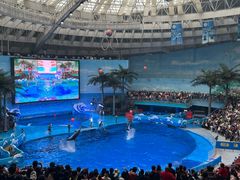 -海合安成都极地海洋公园
