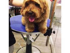 -PETKIT小佩宠物(古北店)
