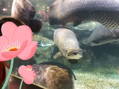 -太平洋海底世界