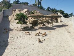 -西霞口神雕山野生动物世界