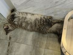 -楼上猫咖(罗湖店)