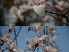 -三圣花乡旅游区