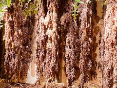 -新疆国际大巴扎