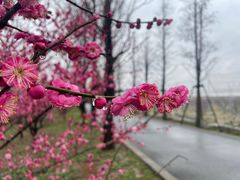 -广富林郊野公园