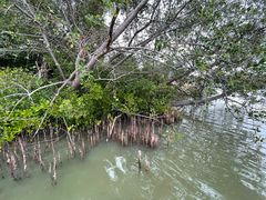 -华侨城湿地公园