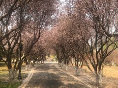 -石家庄市植物园