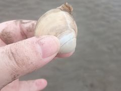 -启东黄金海滩景区
