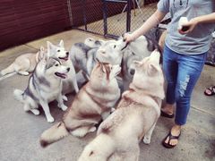 -TrueLove @ Neverland (Husky Cafe)